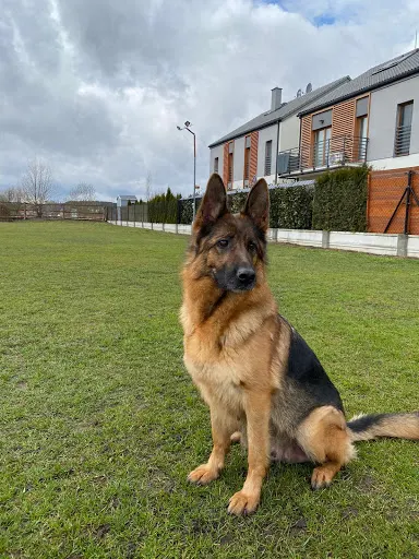 Grom. Ośrodek szkolenia psów